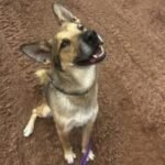 HCH Pet of the Week: Apollo