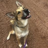 HCH Pet of the Week: Apollo