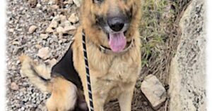 HCH Pet of the Week: Arbor