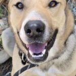 HCH Pet of the Week: Juan