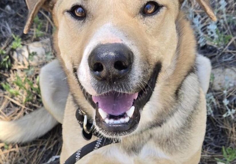 HCH Pet of the Week: Juan
