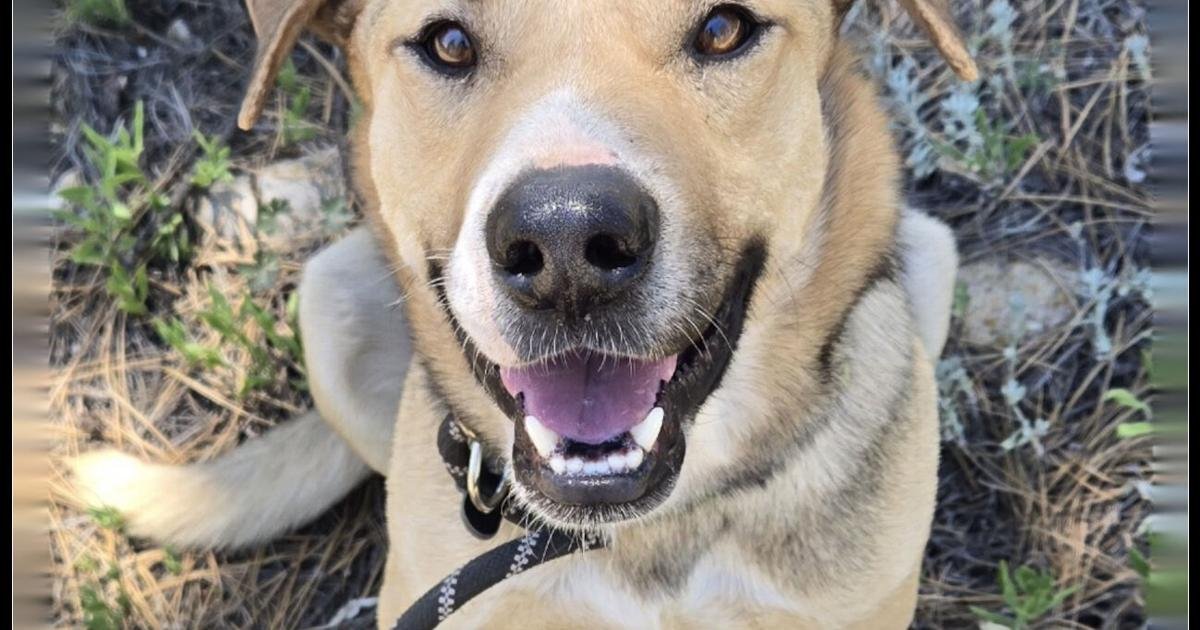 HCH Pet of the Week: Juan