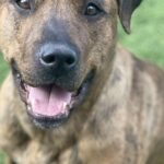 HCH Pet of the Week: Kendrick