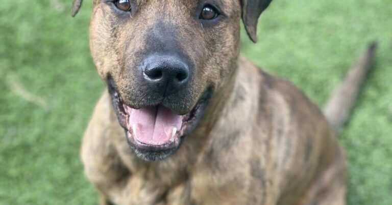 HCH Pet of the Week: Kendrick