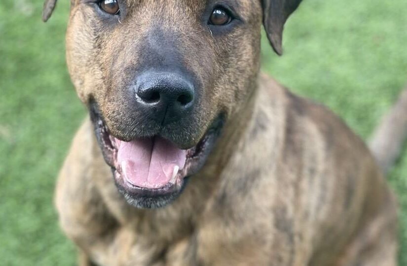 HCH Pet of the Week: Kendrick