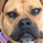 HCH Pet of the Week: Lonnie