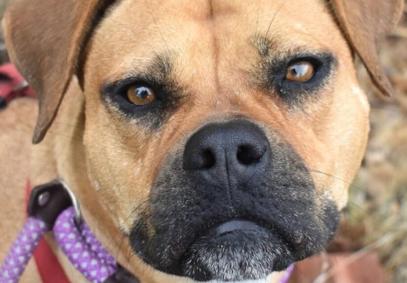HCH Pet of the Week: Lonnie
