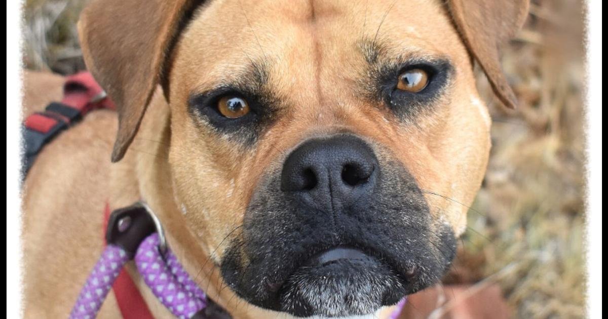 HCH Pet of the Week: Lonnie