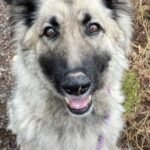 HCH Pet of the Week: Misty