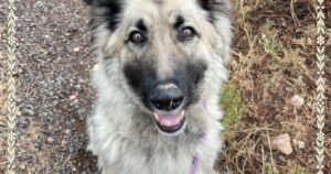 HCH Pet of the Week: Misty