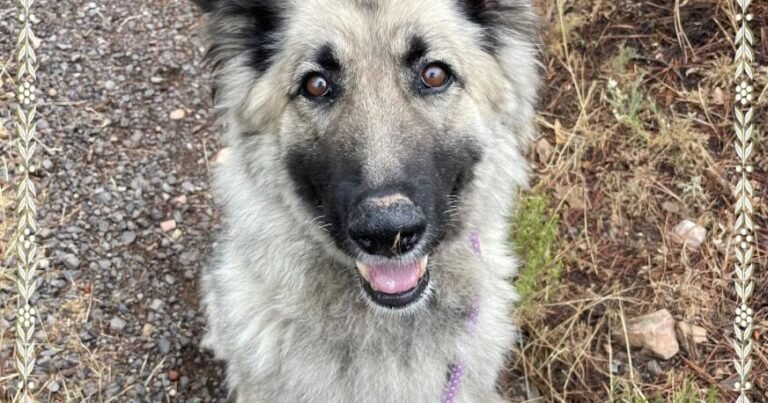 HCH Pet of the Week: Misty