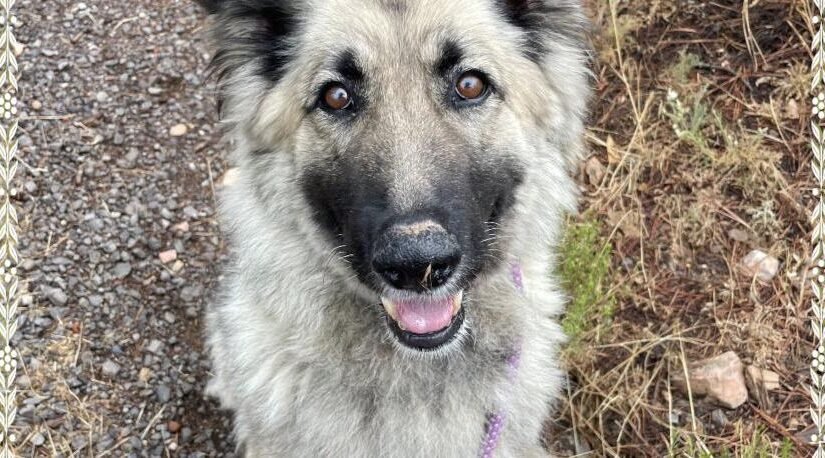 HCH Pet of the Week: Misty