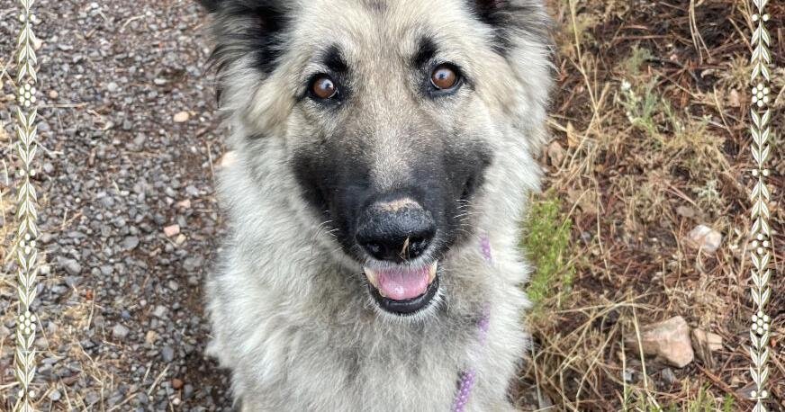 HCH Pet of the Week: Misty