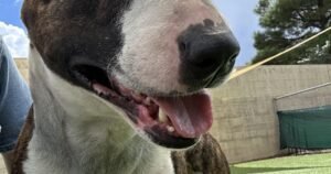HCH Pet of the Week: Rascal